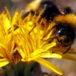 Photo of a bee on a yellow flower