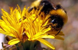 Photo of a bee on a yellow flower