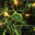 Enhanced photo of nerve fibres