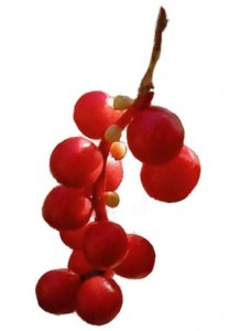 Photo of schisandra berries