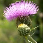 Photo of milk thistle flower