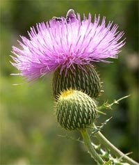 Photo of milk thistle flower