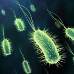 Photo of Akkermansia muciniphila