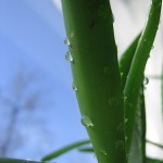 Photo of an aloe vera plant