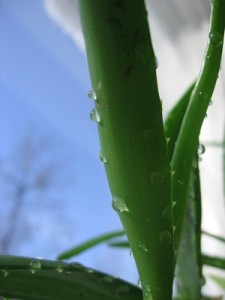 Photo of an aloe vera plant