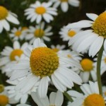 Close up photo of chamomile flowers