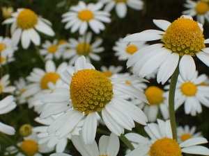 Close up photo of chamomile flowers