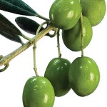 Photo of green olives on a branch
