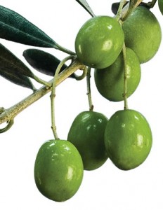 Photo of green olives on a branch