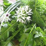 Photo of spring herbs