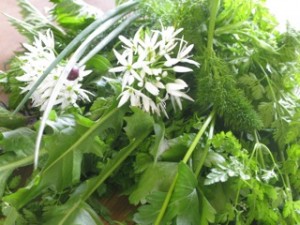 Photo of spring herbs