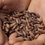 Photo of hands holding heritage seeds