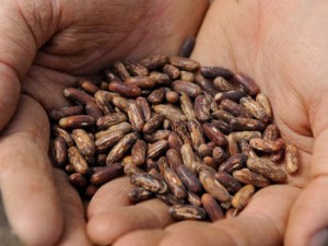 Photo of hands holding heritage seeds