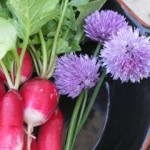 Photo of a radish and chvie flowers