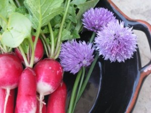 Photo of a radish and chvie flowers