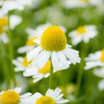 Close up photo of chamomile flowers