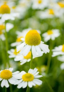 Close up photo of chamomile flowers