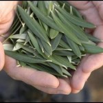 Photo of hands holding olive leaves