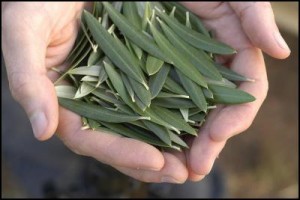 Photo of hands holding olive leaves