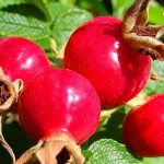 Close up photo of rose hips