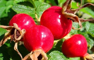 Close up photo of rose hips