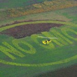 Photo of a no GMO message cut into a corn field