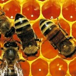 Photo of bees on honeycomb