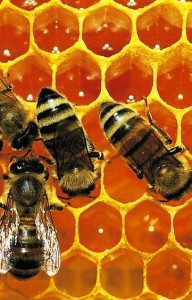 Photo of bees on honeycomb