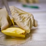 Photo of pears being examined in the lab for nanoparticles