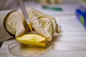 Photo of pears being examined in the lab for nanoparticles