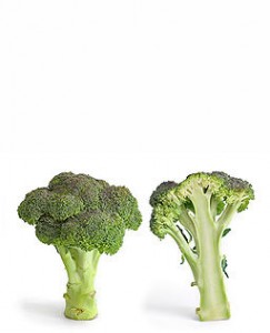 Photo of broccoli on a white background