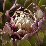 Close up photo of an artichoke