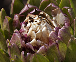 Close up photo of an artichoke