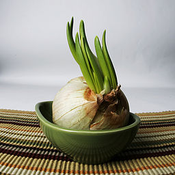 Photo of garlic spreouting in a pot