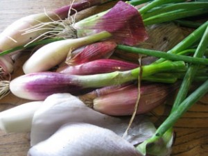 Photo of organic shallots