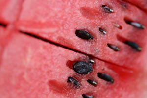 Close up photo of a watermelon