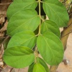 Photo of Gymneme sylvestre plant