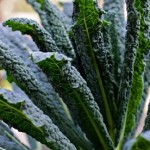 Photo of a kale plant