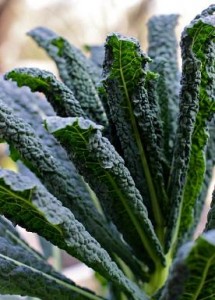 Photo of a kale plant