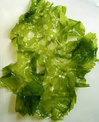 Photo of sea lettuce