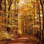 Photo of an autumnal forest