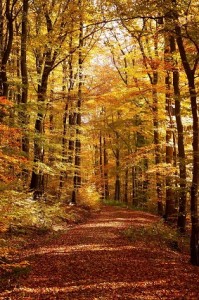 Photo of an autumnal forest