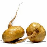 Photo of maca root