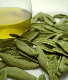 Photo of olive leaves