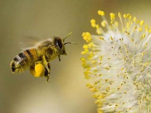 Photo of a honey bee collecting pollen