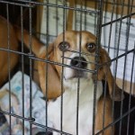 Photo of a dog in a cage