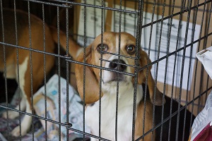 Photo of a dog in a cage