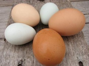 Photo of diferent types of hen's eggs