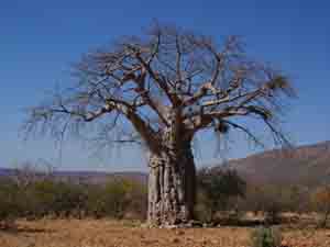 Photo of a baobab tree in Africa