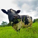 Photo of a dairy cow eating grass